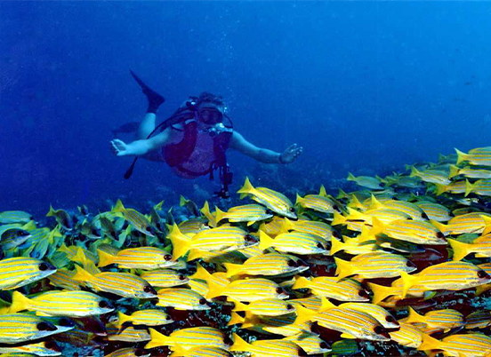 Banana Reef Diving