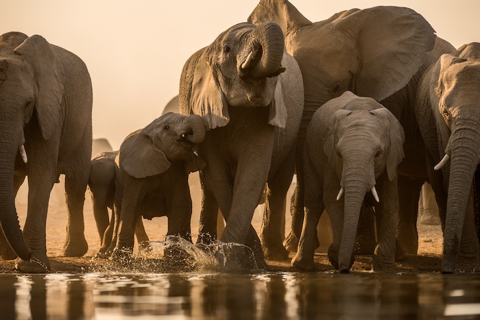 South Africa Elephants | Africa | Swift Travel