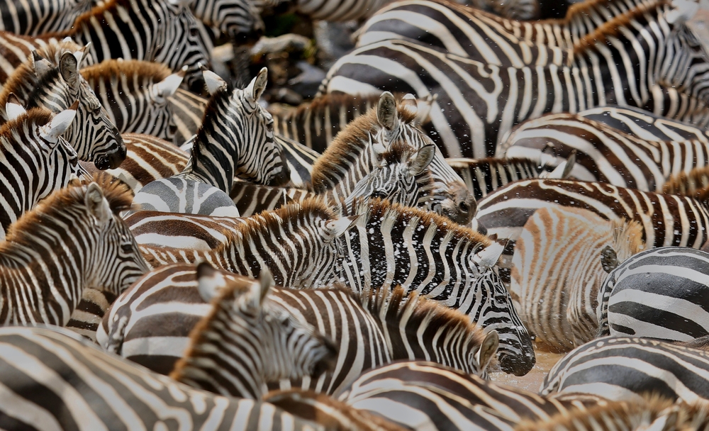 South Africa Zebras | Africa | Swift Travel