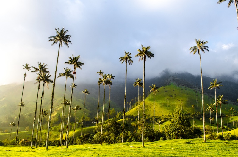 Cocora Valley | Colombia | Swift Travel