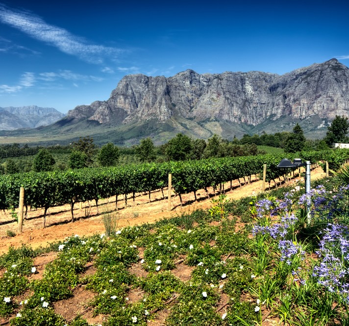 Vineyard in South Africa | Africa | Swift Travel