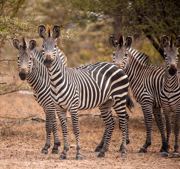 Zebra in Tanzania | Africa | Swift Travel