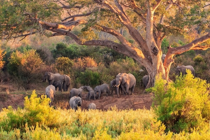 South Africa Elephants | Africa | Swift Travel