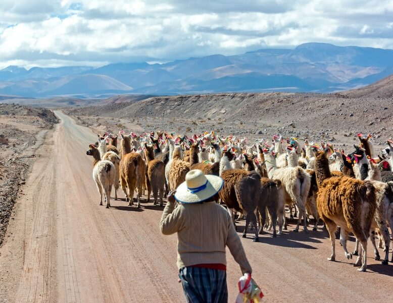 Woman herding Llamas near San Pedro | Chile | Swift Travel