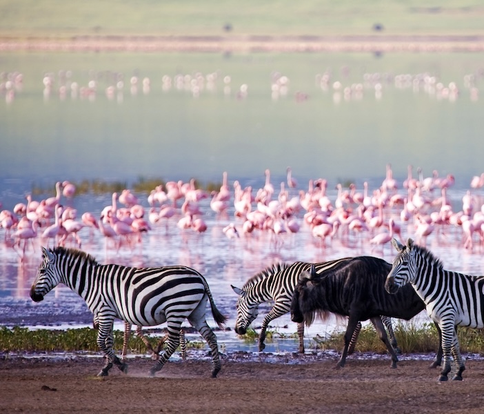 Ngorongoro Crater Wildlife | Africa | Swift Travel