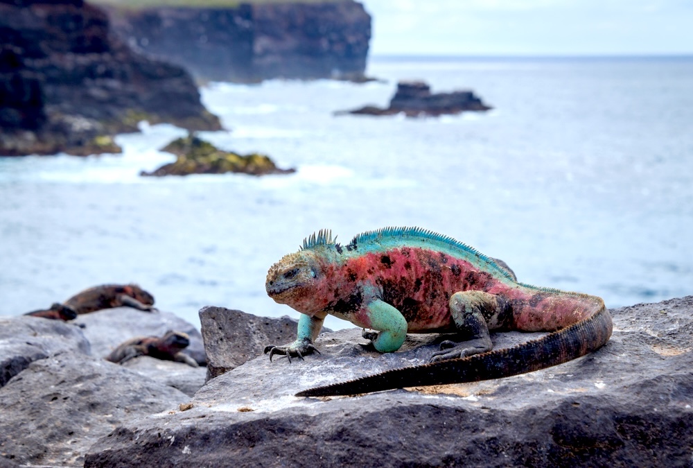 Marine Iguana | Galapagos Island | Swift Travel