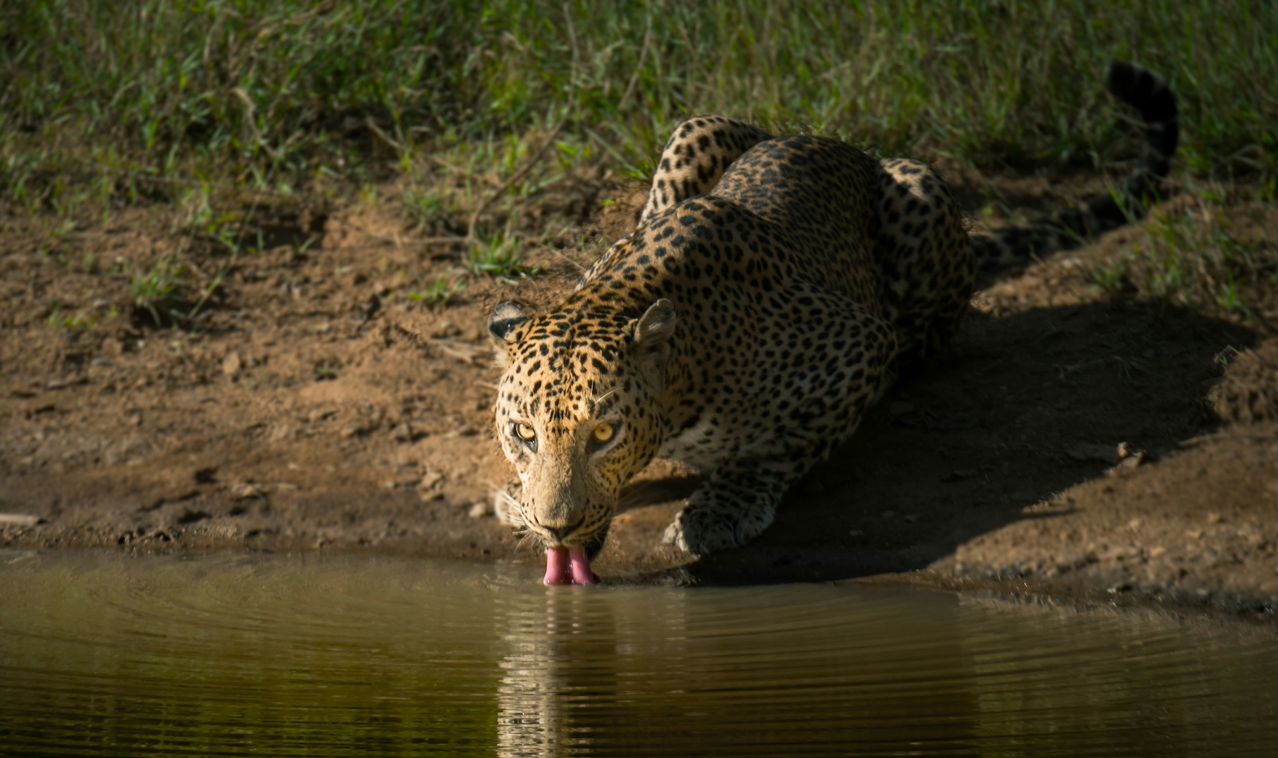 Yala National Park Lepoard | Sri Lanka | Swift Travel