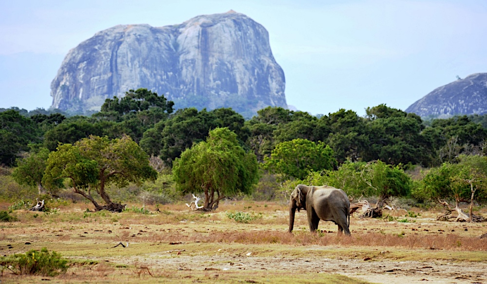 Yala National Park Elephant | Sri Lanka | Swift Travel