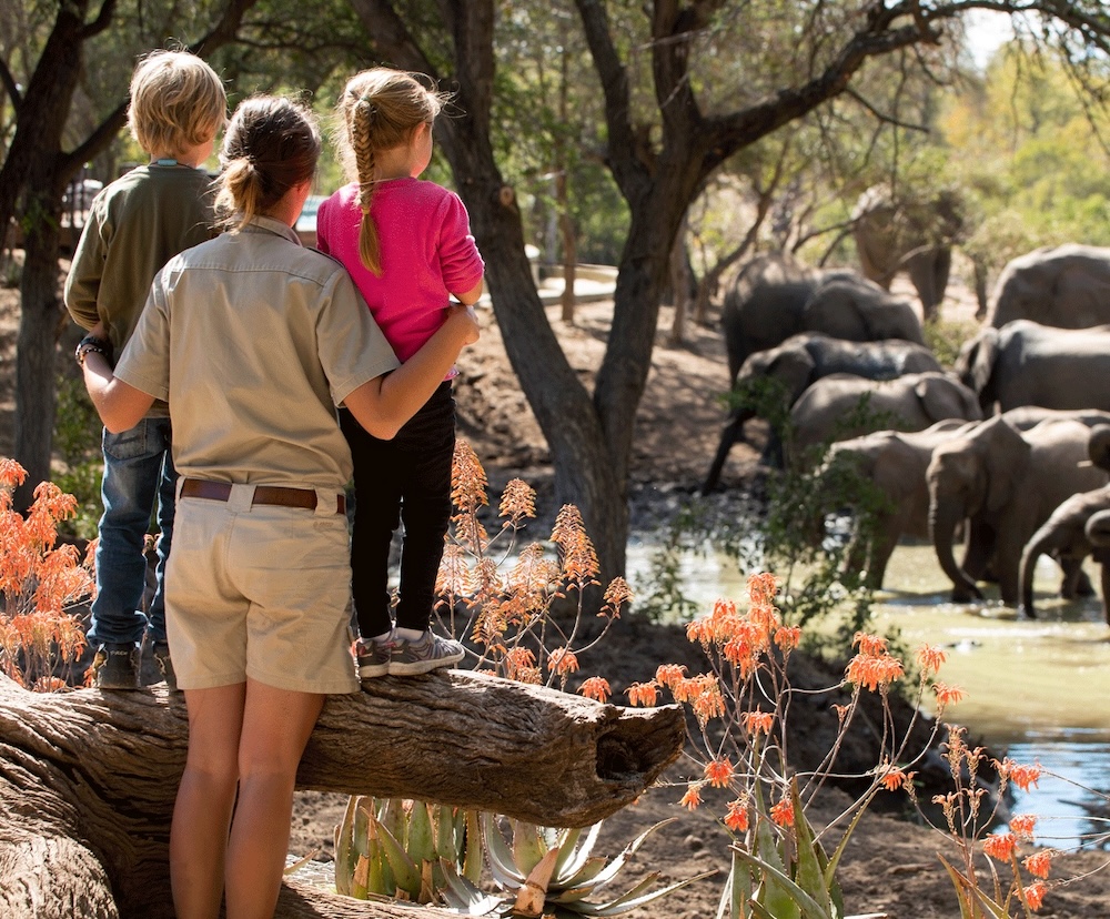 Family Safari | South Africa | Swift Travel