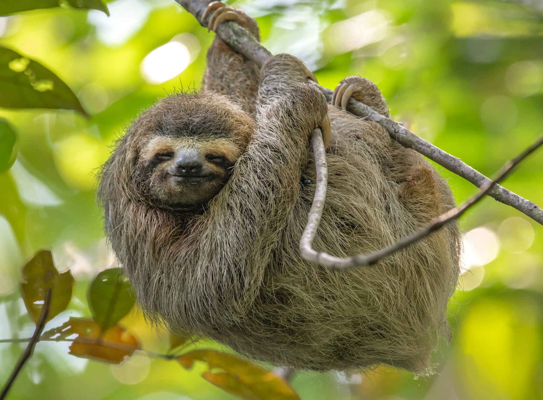 Sloth on branch | Colombia | Swift Travel