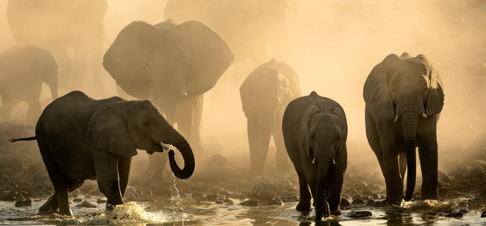 African  Adventure