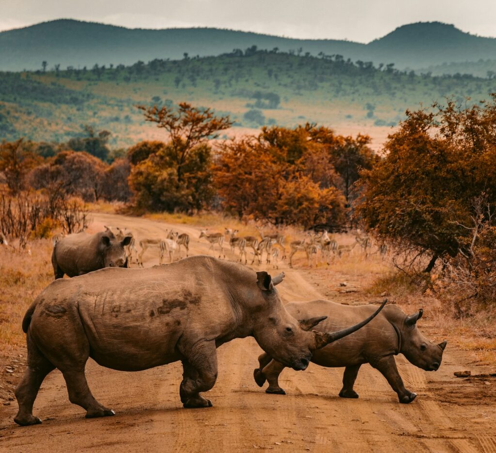 White rhinos in Hluhluwe-iMfolozi reserve | South Africa | Swift Travel