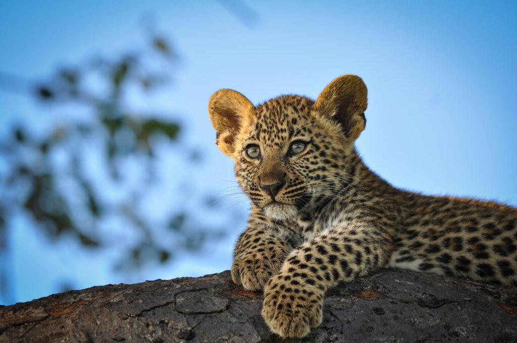 Elephant Plains Lodge | Sout Africa | Swift Travel