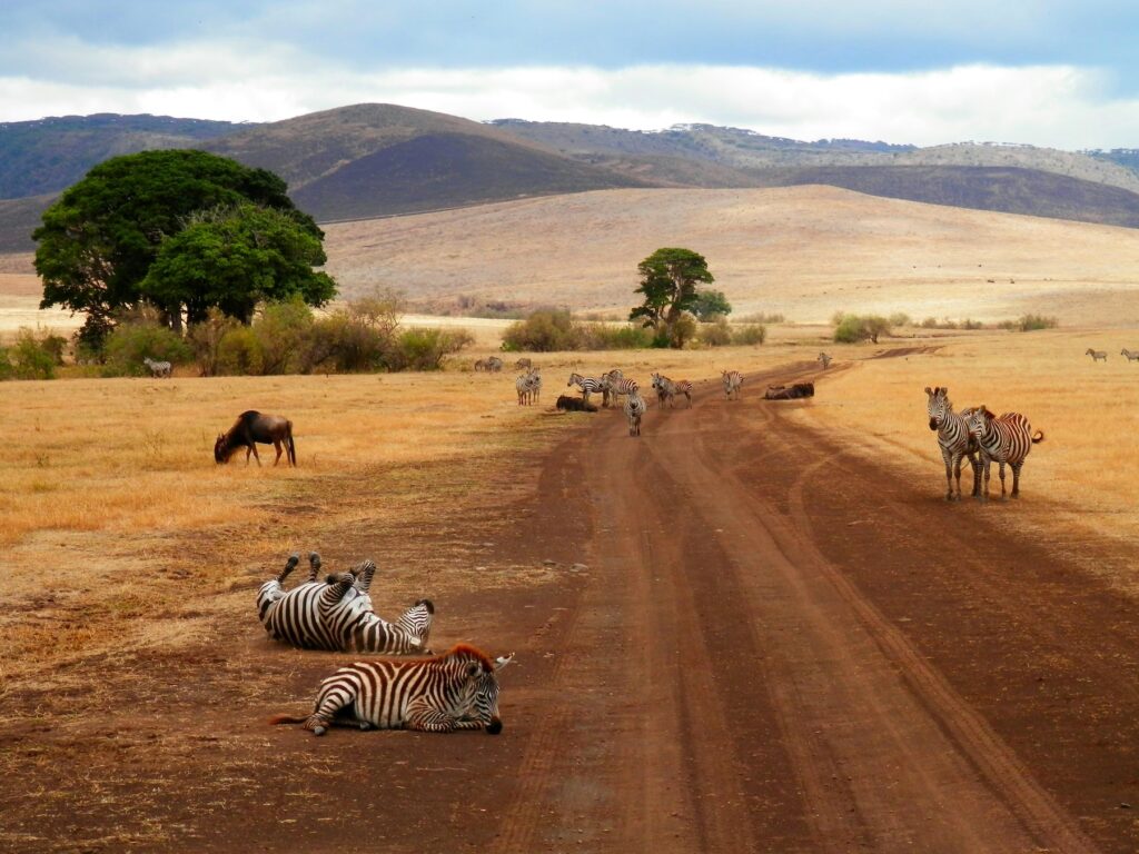 Zebra's Playing In Tanzania | Africa | Swift Travel