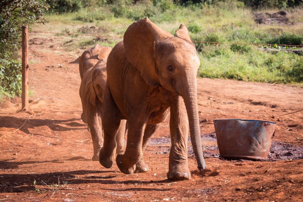 Giraffe Manor, Nairobi | Kenya | Swift Travel