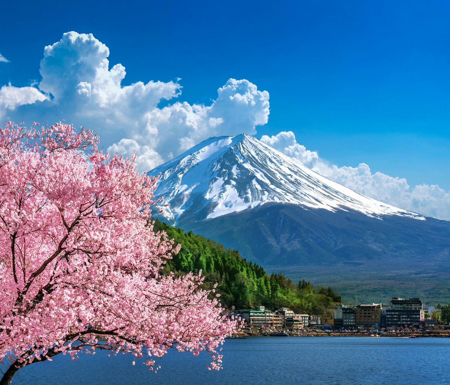 Fuji Mountain and Cherry Blossoms | Japan | Swift Travel