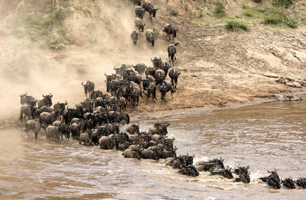 Masai Mara National Reserve | Kenya | swift Travel