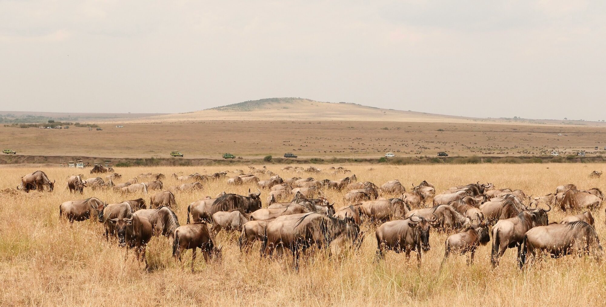 Explore the wonders of Africa