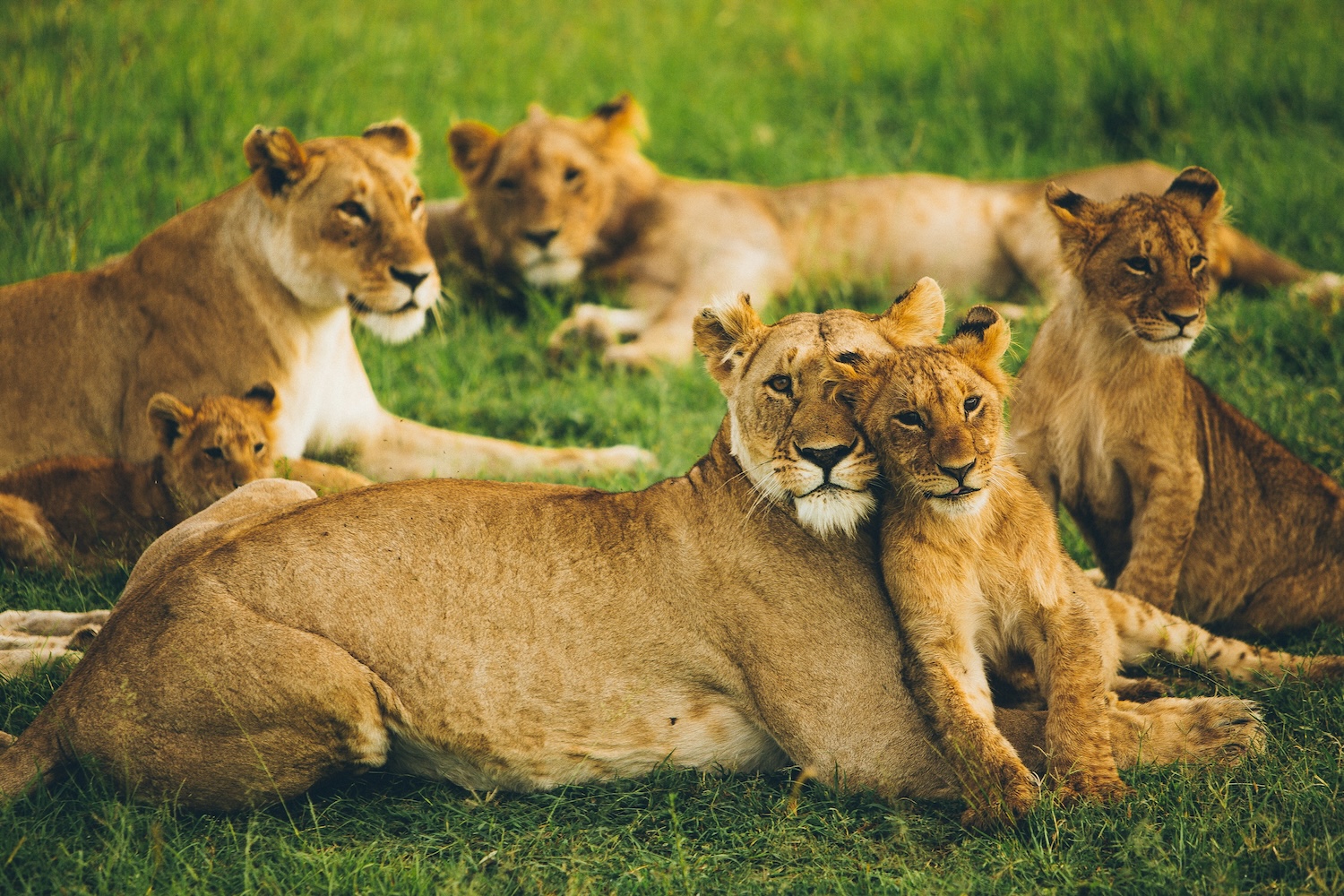 Lions Relaxing | Kenya | Swift Travel