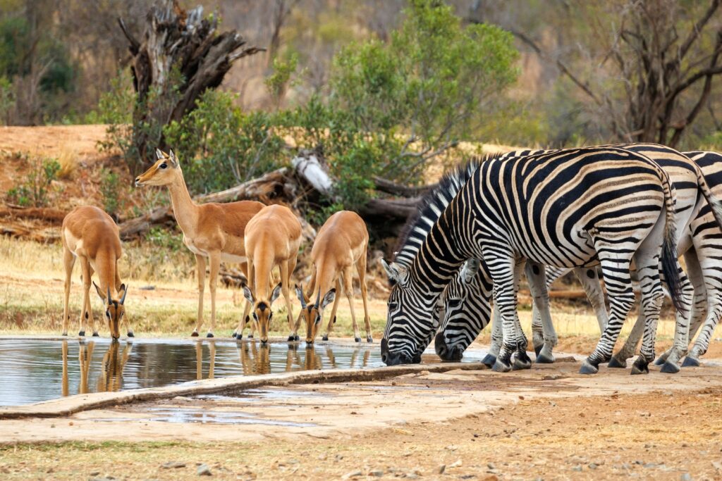 Kruger National Park | South Africa | Swift Travel