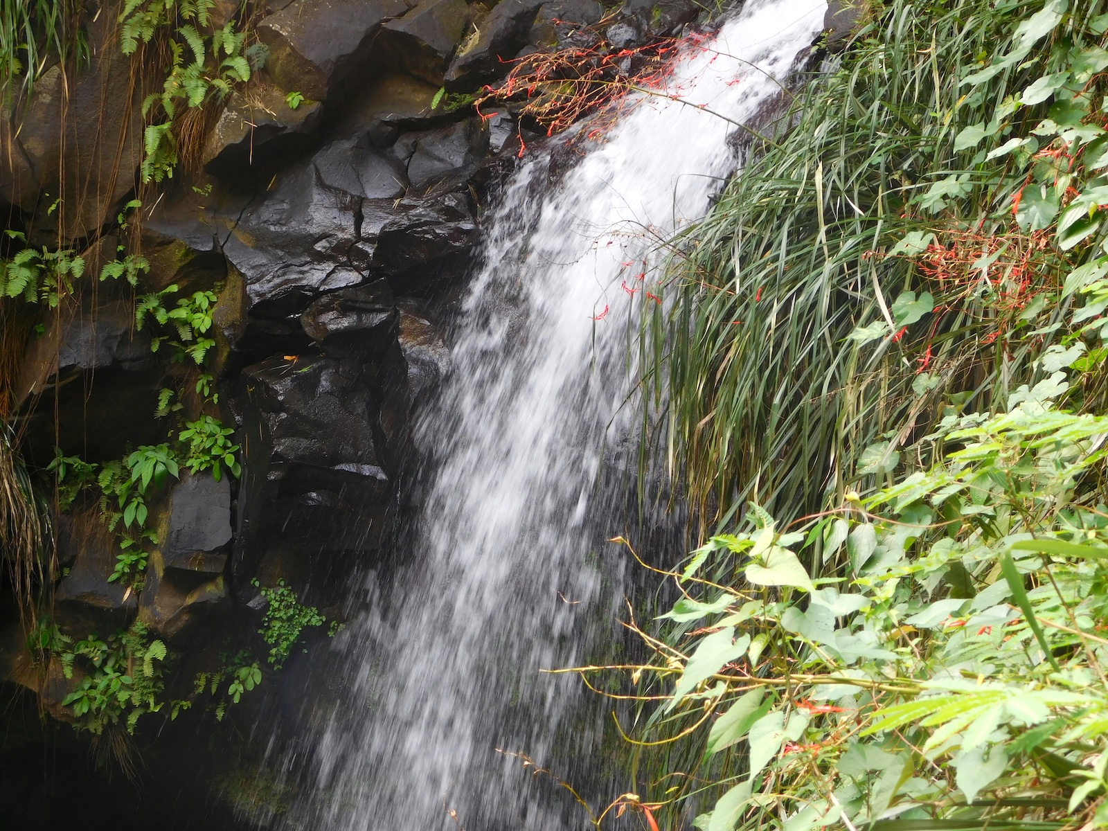 Annandale Waterfall & Forest Park, Willis | Grenada | Swift Travel