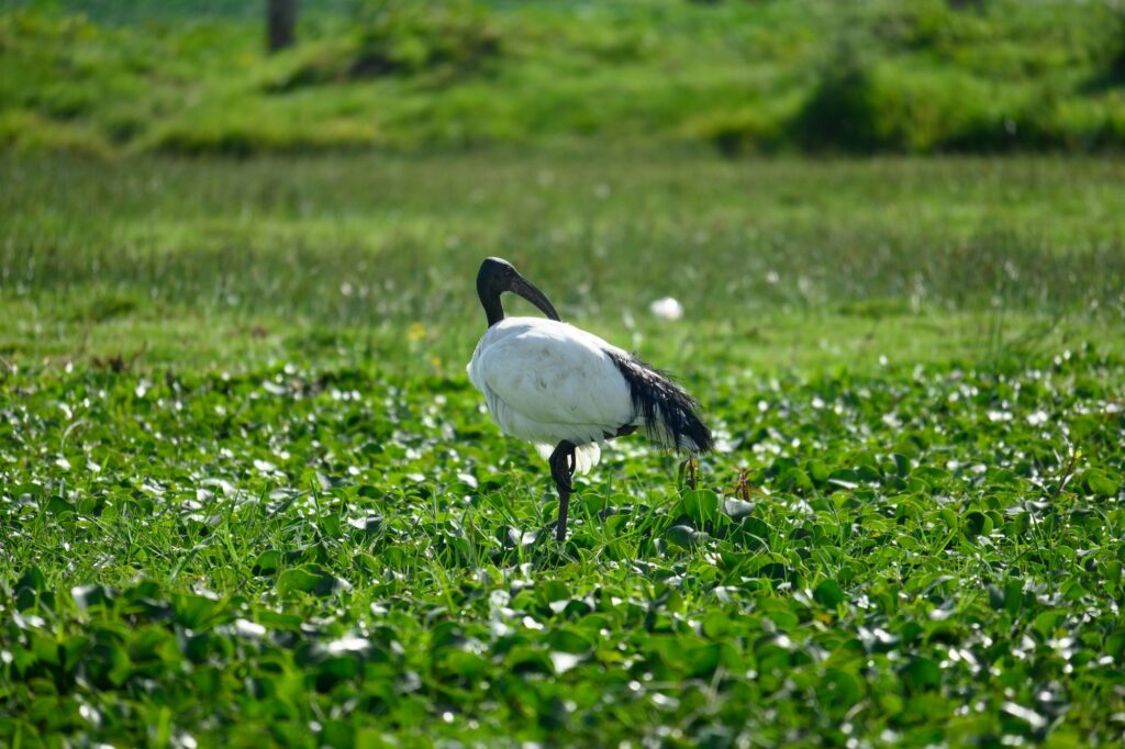African sacred ibis, Lake Naivasha, Kenya