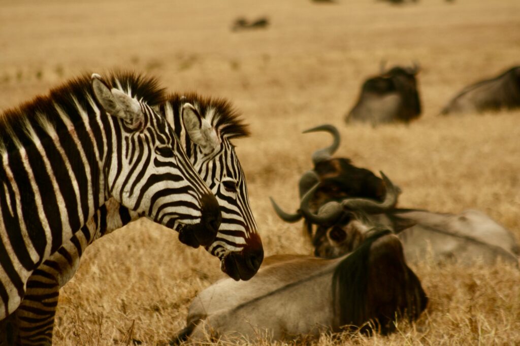 Zebra's Resting In Tanzania | Africa | Swift Travel