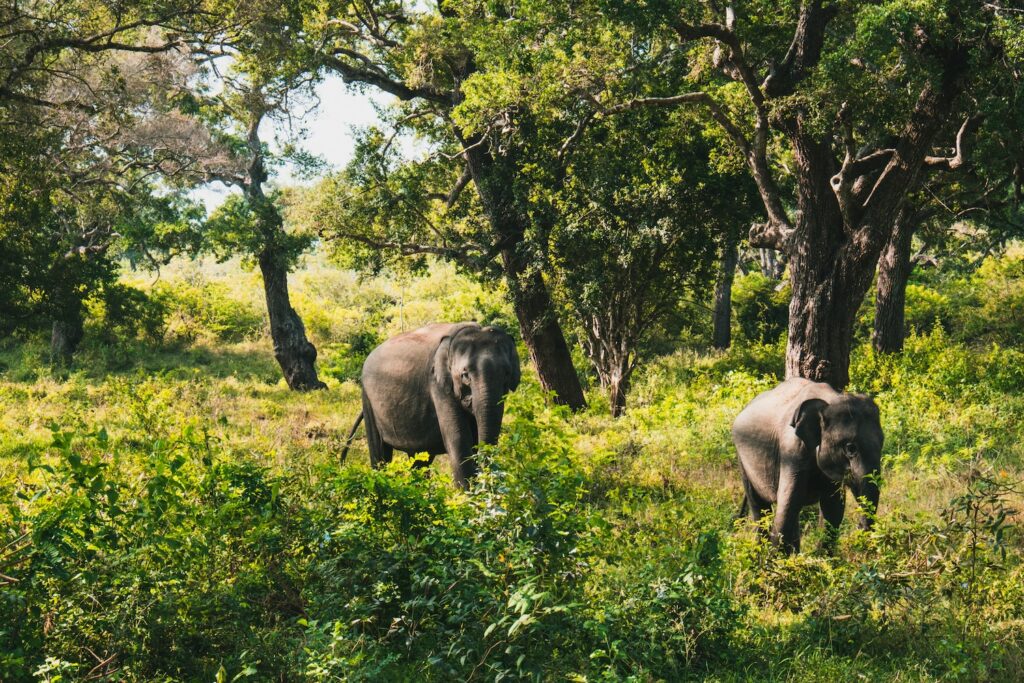 Sri Lanka Elephants Yala National Park | Sri Lanka | Swift Travel