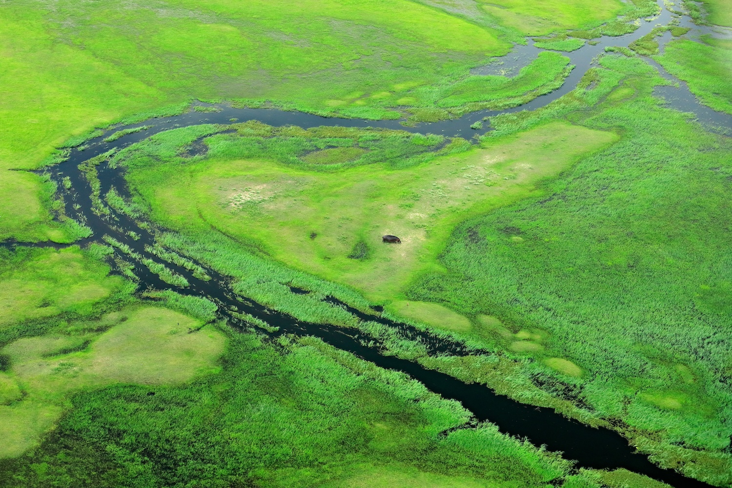 Hippo hidden in green vegetation. Aerial landscape in Okavango delta, Botswana. Lakes and rivers, view from airplane. Green grass in South Africa. Trees with water in rainy season | Botswana | Swift Travel