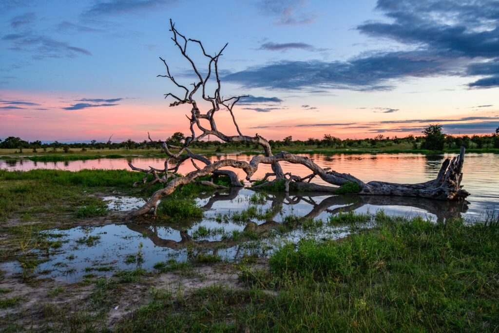 Perks Beyond the Price Tag Peaceful sightings. With fewer vehicles in the parks, encounters with lions, elephants or cheetahs feel far more intimate. Birding paradise. Migrants arrive in colourful plumage, making this the best time for keen birders. Dramatic photography. Fresh greenery, stormy skies and clear post-rain light create outstanding backdrops. New life. Many species calve during or just after the rains — from wildebeest calves on the Serengeti plains to impala and zebra foals in South Africa. Sunrise over the Okavango delta in Botswana | Africa | Swift Travel
