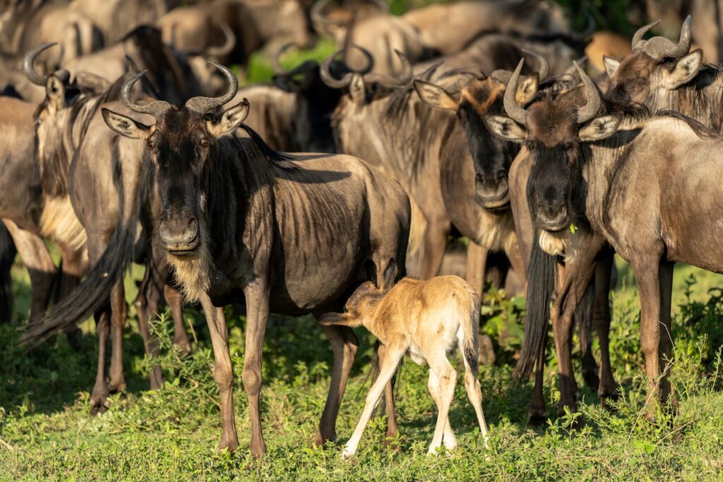 Blue wildebeest, Connochaetes taurinus albojubatus, in Serengeti, Tanzania. Calving season is one of the great spectacles of nature | Tanzania | Swift Travel