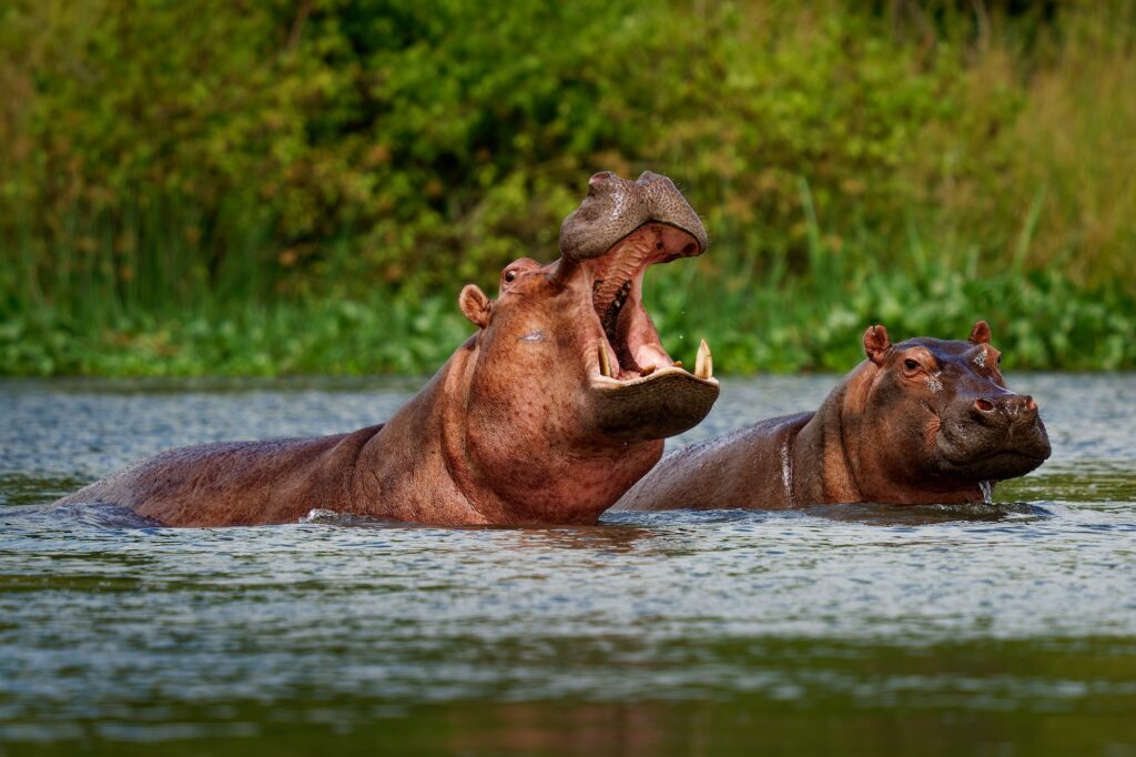 Hippopotamus - Hippopotamus amphibius or hippo is large, mostly herbivorous, semiaquatic mammal native to sub-Saharan Africa. Adult with opened mouth and small cub | Botswana | Swift Travel