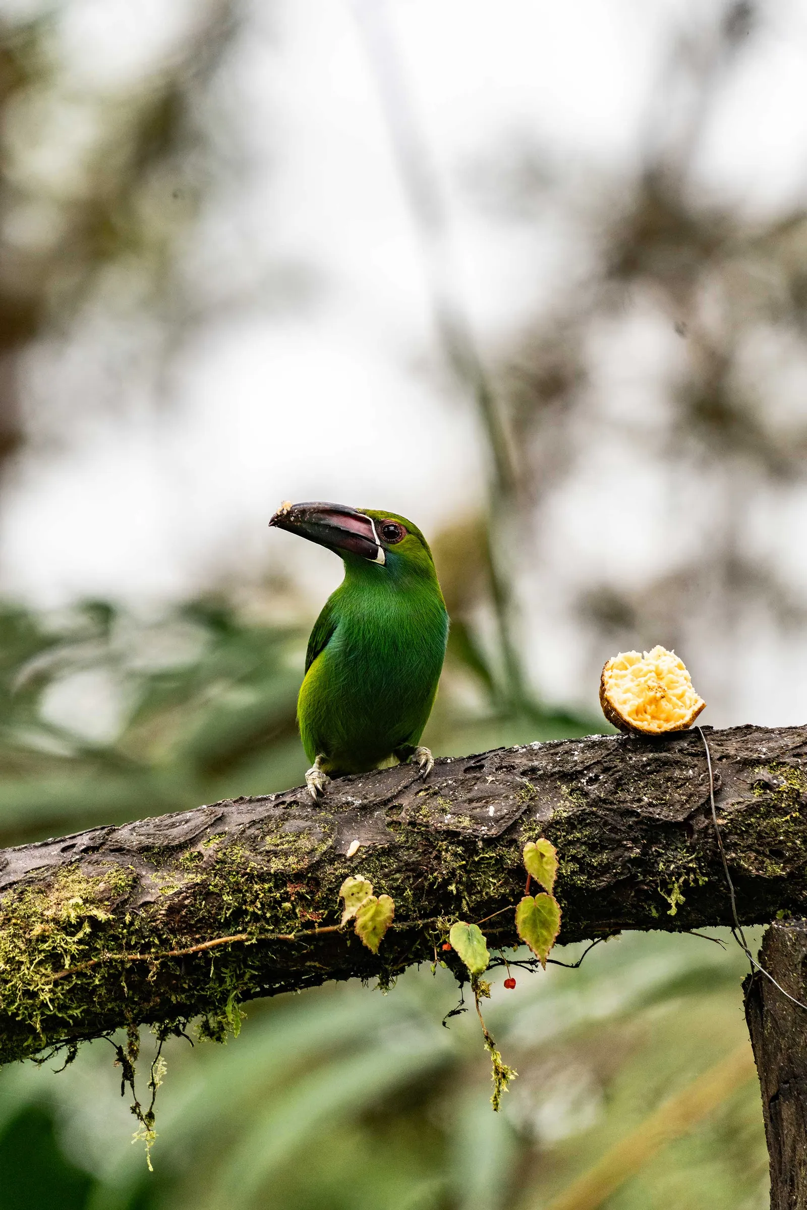 Mashpi Lodge | Ecuador | Swift Travel