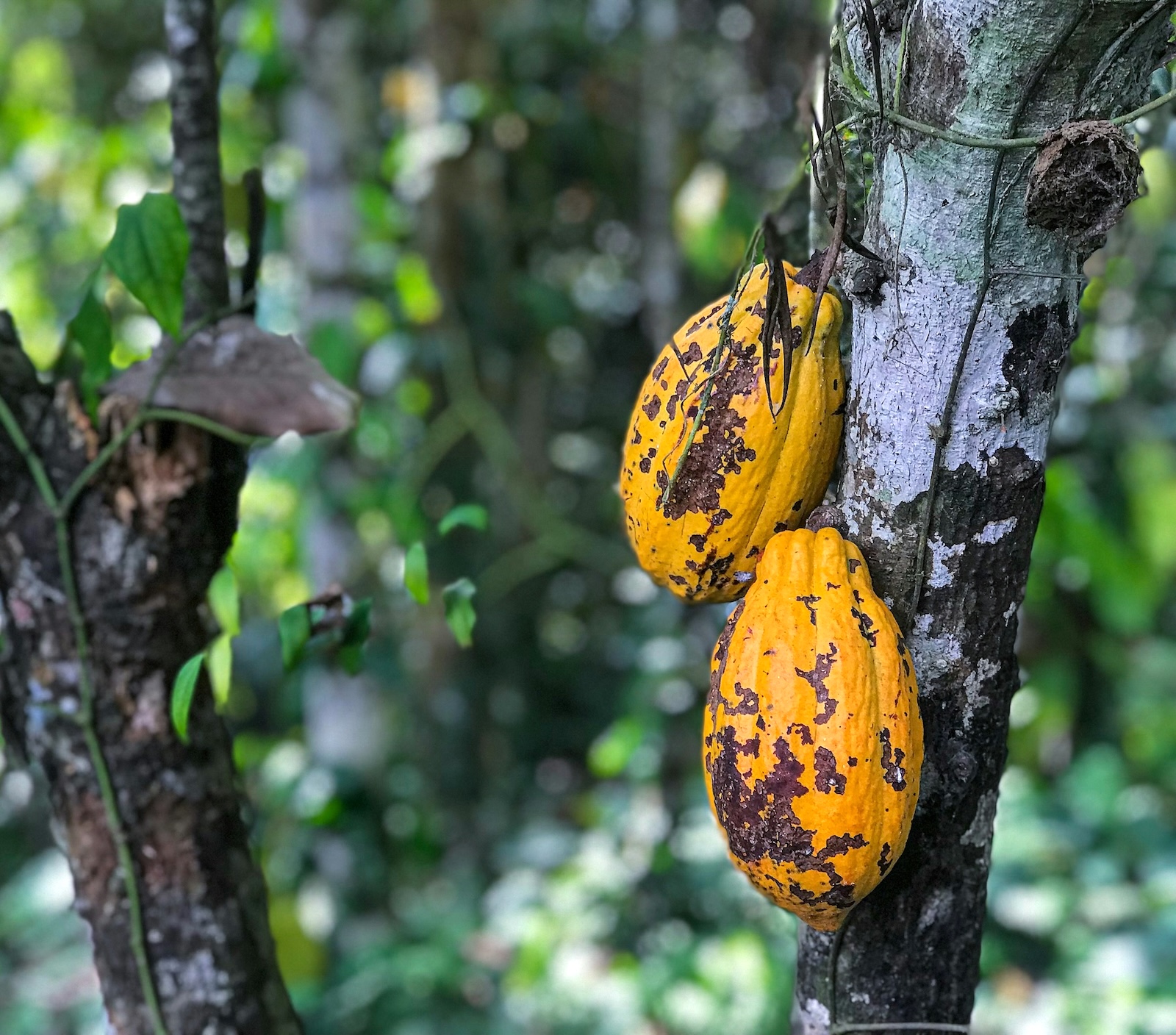Nutmeg and Cocoa Plantations | Caribbean | Swift Travel