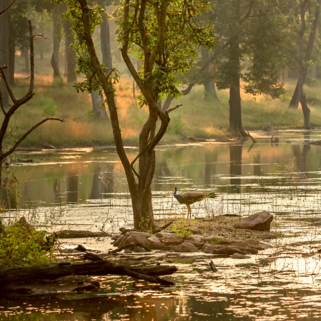 Satpura National Park Bird | India | Swift Travel