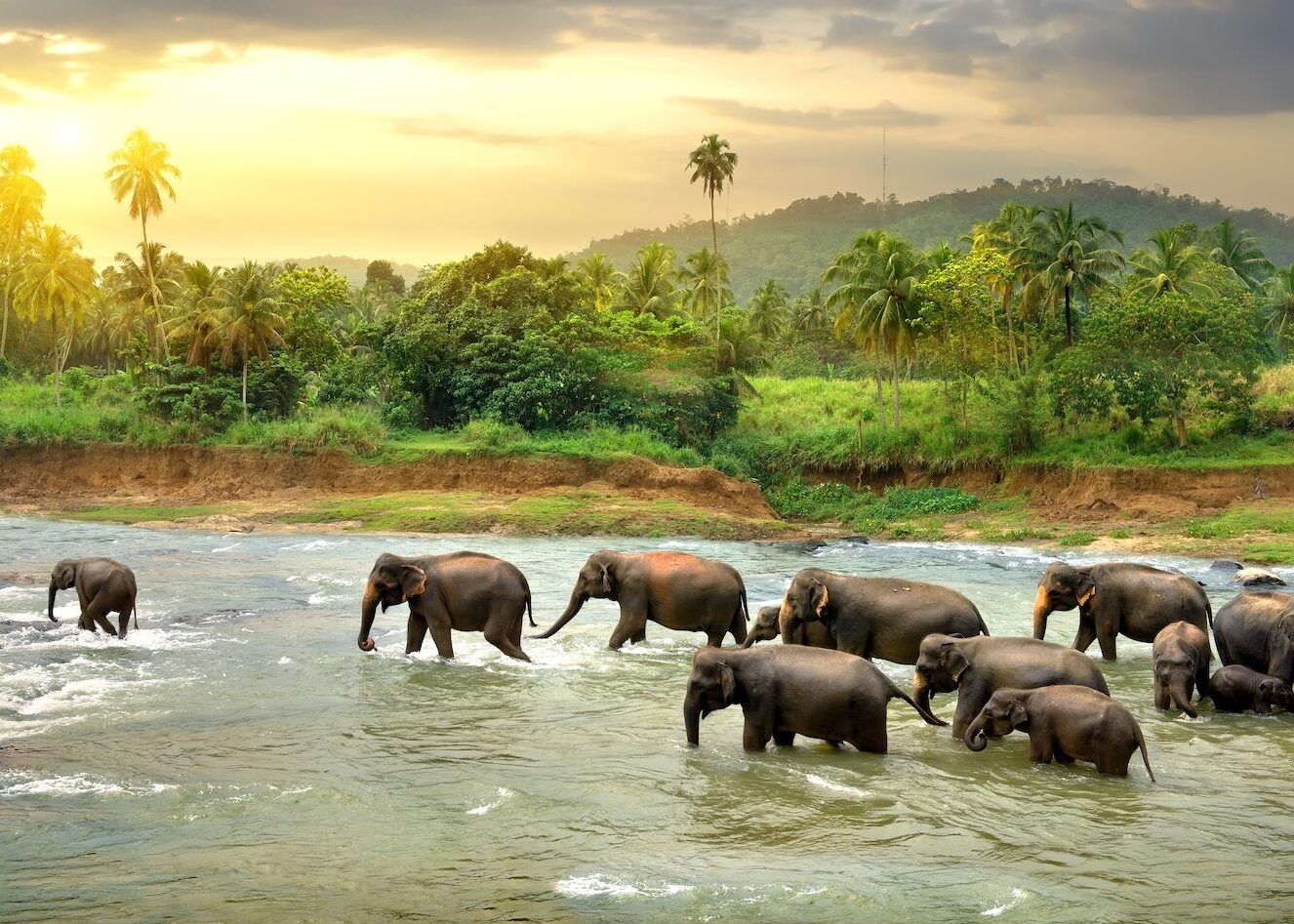 Elephants in river | Sri Lanka | Swift Travel