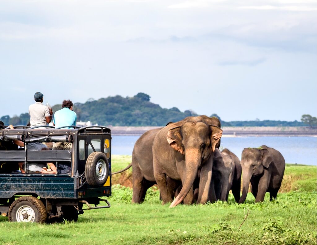 Elepahants safari in Minneriya, Sri Lanka - Mother asian elephant protects here baby elephants from tourist safari jeep in Minneriya National park near Kaudulla park and Dambulla in Sri Lanka | Asia | Swift Travel