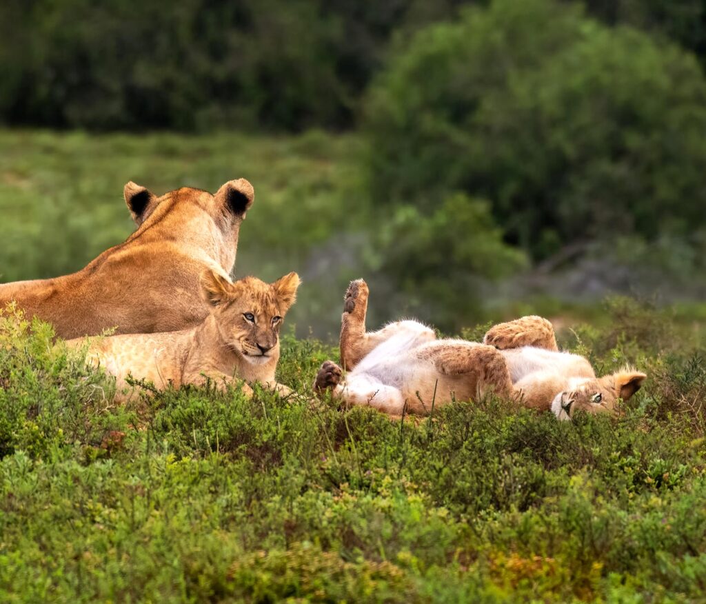 Amakhala Hlosi Game Lodge | South Africa | Swift Travel