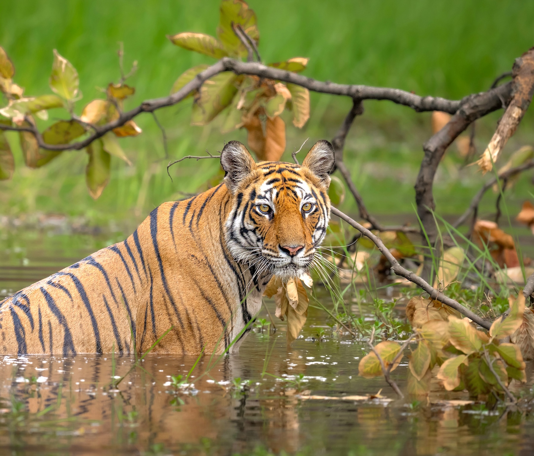 Tadoba Andhari Tiger Reserve | India | Swift Travel