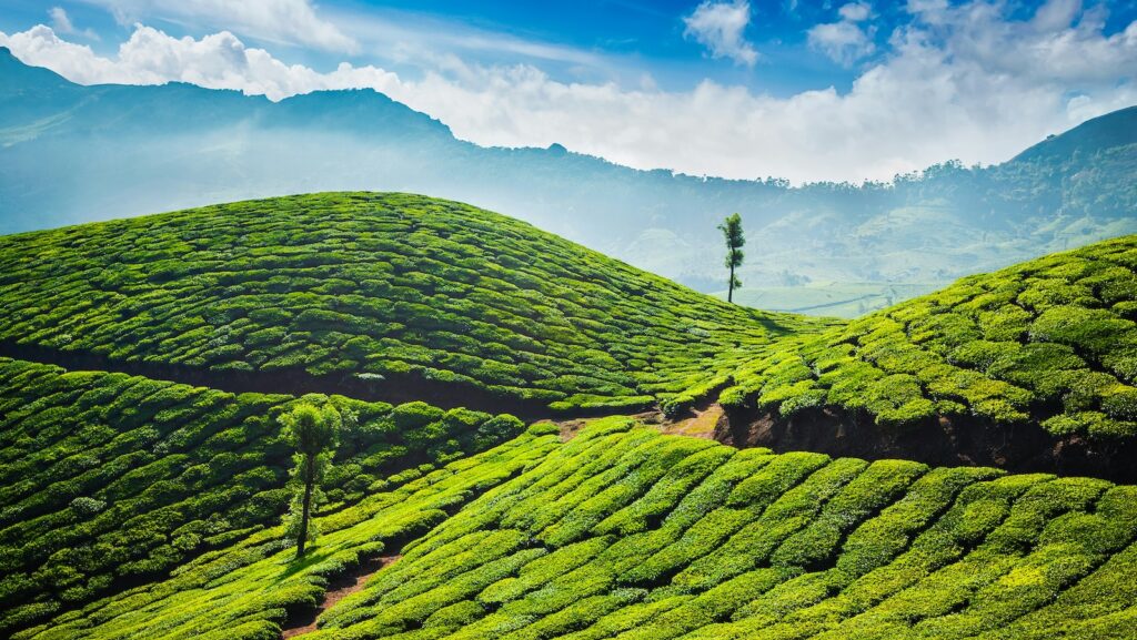 Sri Lanka Tea Country | Sri Lanka | Swift Travel