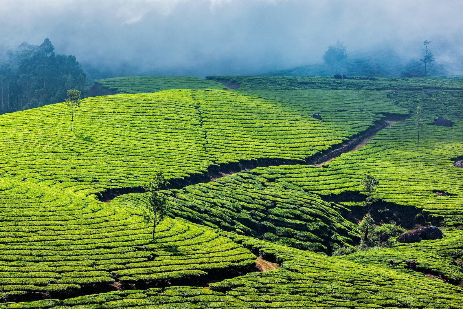 Sri Lanka Tea Country | Sri Lanka | Swift Travel