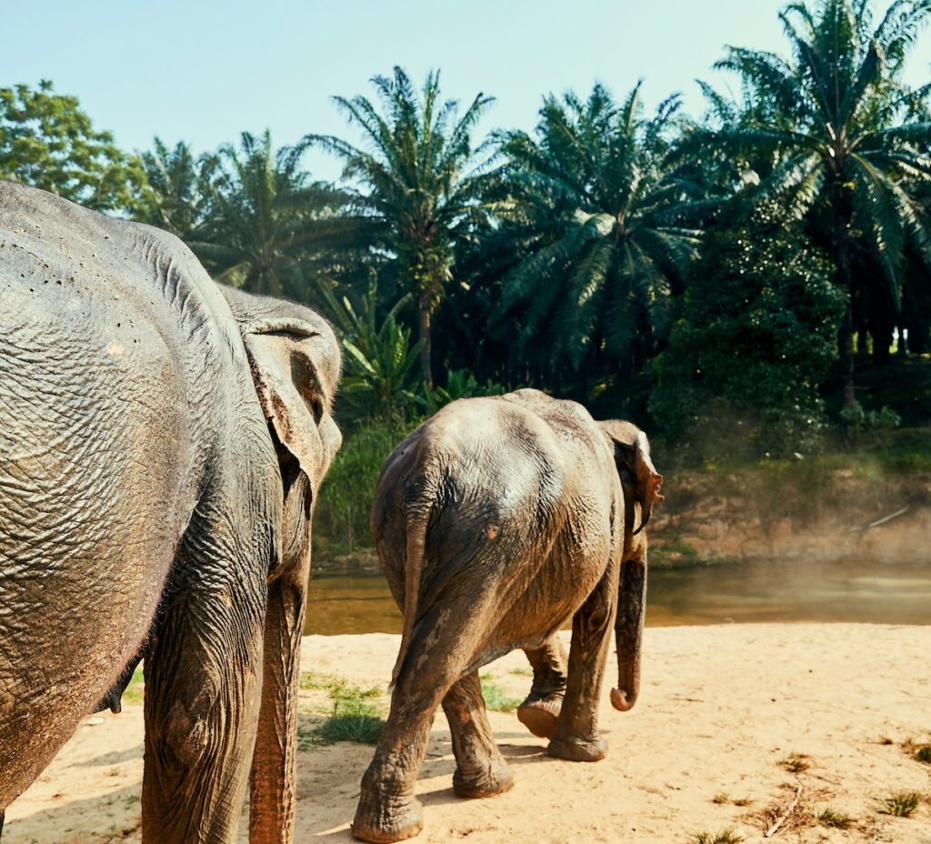 Cambodia Elephants at Kulen Elephant Forest | Asia | Swift Travel