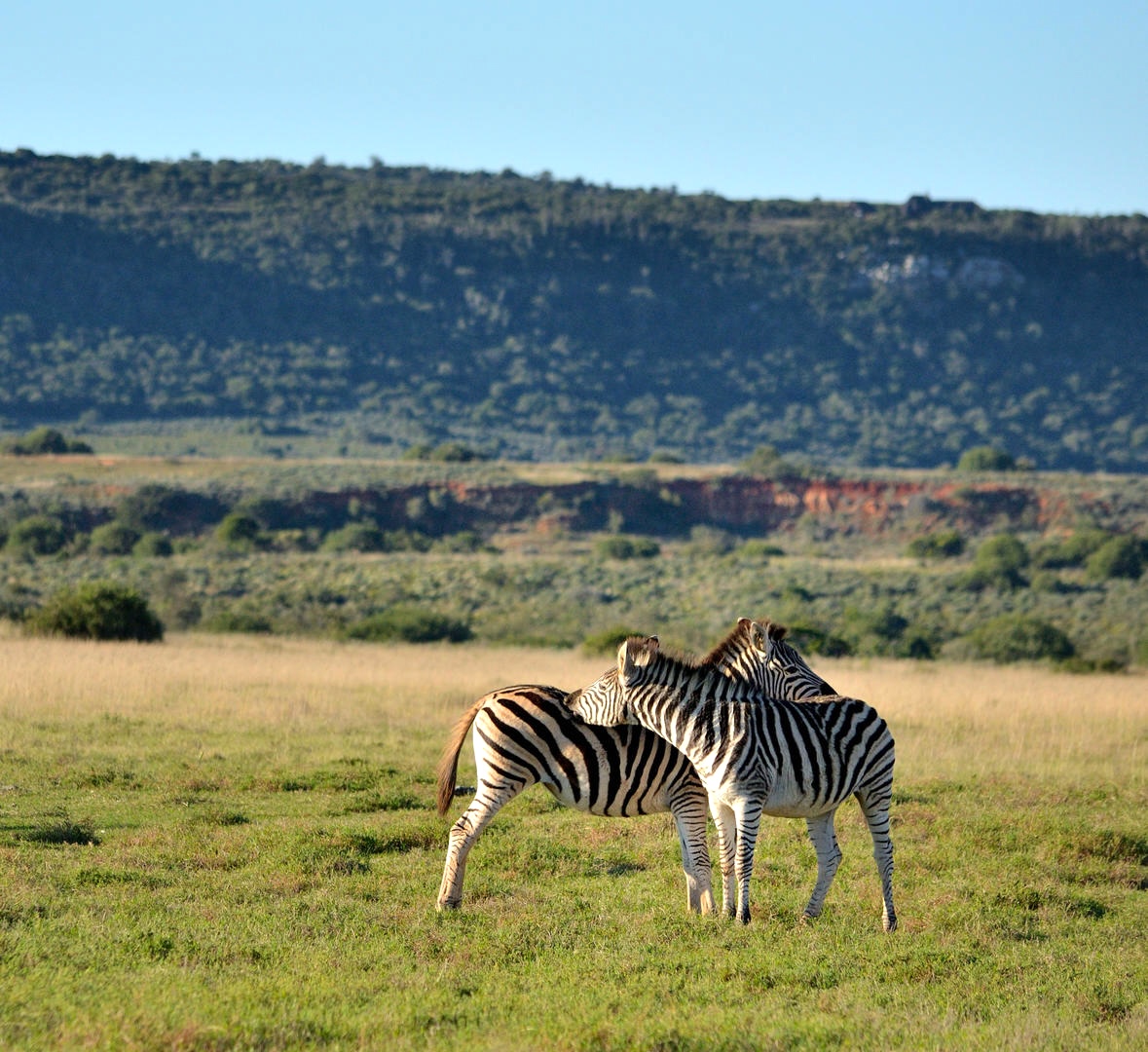 Amakhala Hlosi Game Lodge | South Africa | Swift Travel