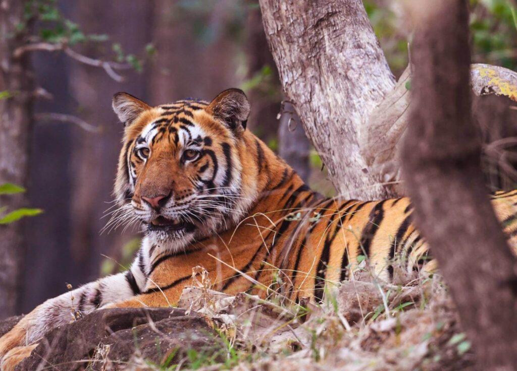 Satpura National Park | India | Swift Travel