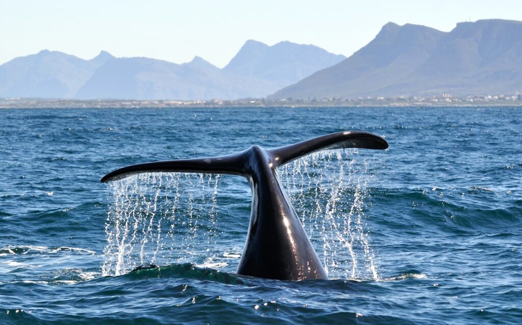 Hermanus Whale | South Africa | Swift Travel