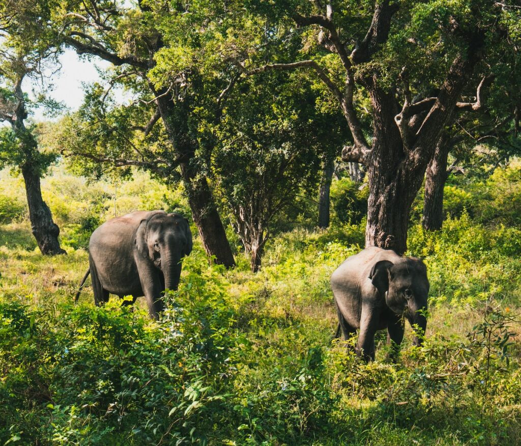 Sri Lanka Elephants Yala National Park | Sri Lanka | Swift Travel