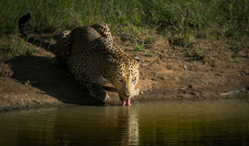 Yala National Park | Sri Lanka | Swift Travel