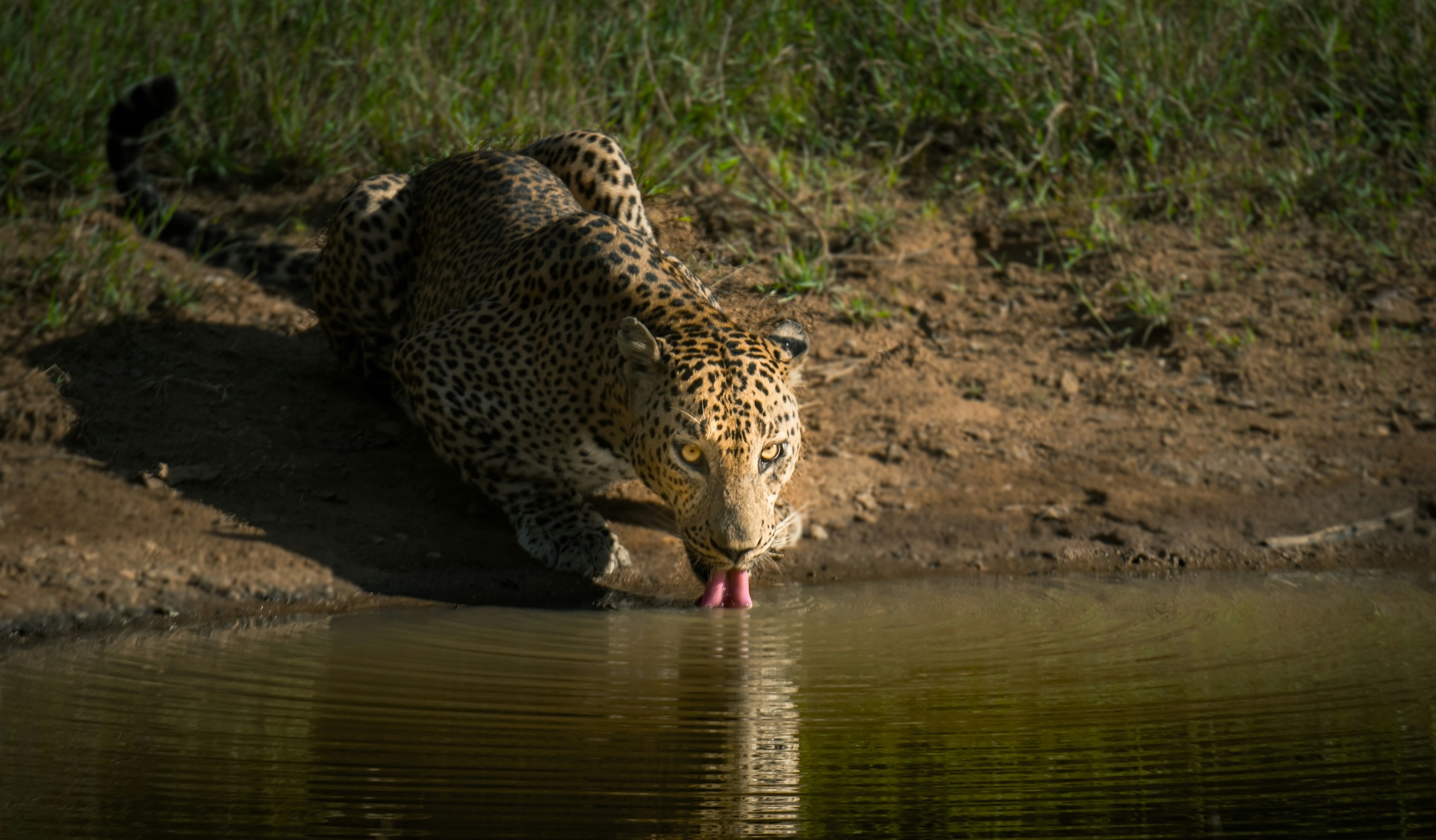 Yala National Park | Sri Lanka | Swift Travel