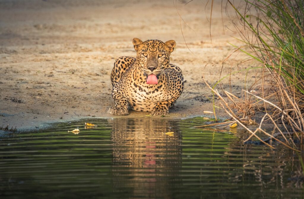 Yala National Park | Sri Lanka | Swift Travel