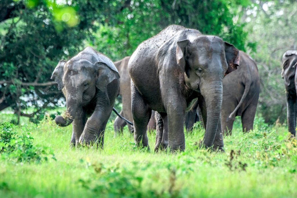 Sri Lanka Elephants Minneriya | Sri Lanka | Swift Travel